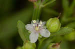 Licorice weed